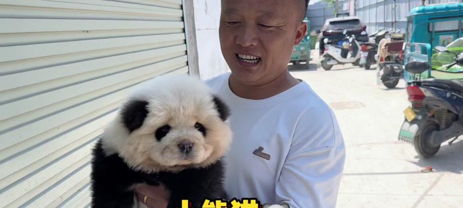 狗子染色效果如何实现？操作步骤是什么？