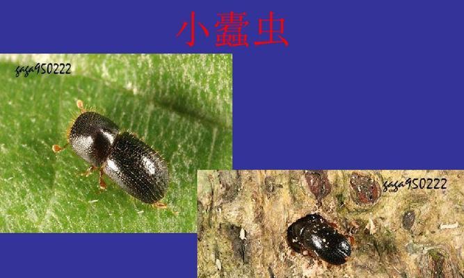 我的世界中蠹虫的养殖方法是什么？蠹虫有何用途？