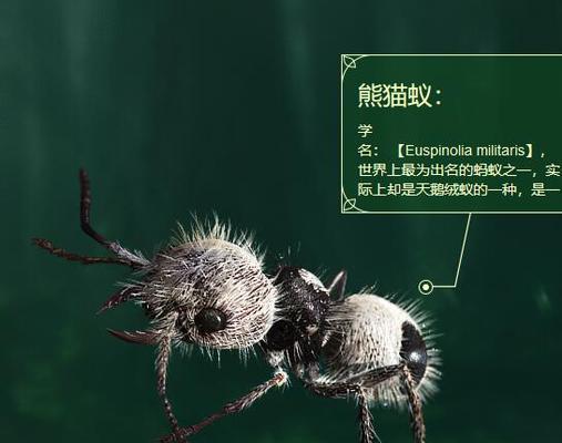 地下城手游沙蚁刷哪个图？沙蚁掉落物品有哪些？