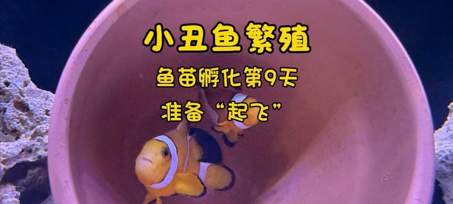 我的世界小丑鱼怎么养？小丑鱼的养殖方法有哪些？