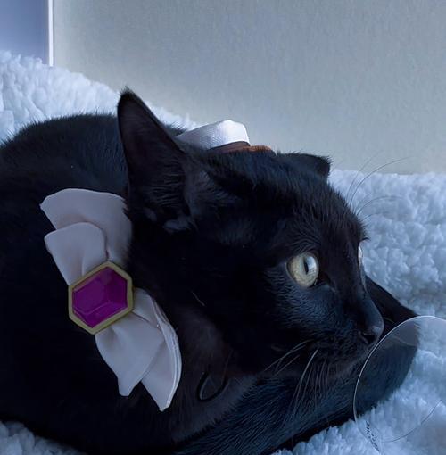 原神中黑色小猫的捕捉地点在哪里？如何成功捕捉黑色小猫？