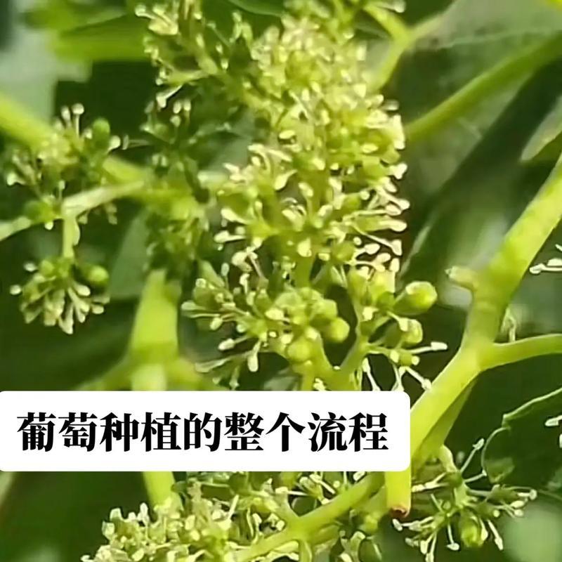 我的世界怎么种葡萄？种植步骤和注意事项是什么？