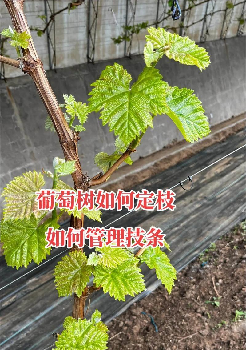 我的世界怎么种葡萄？种植步骤和注意事项是什么？