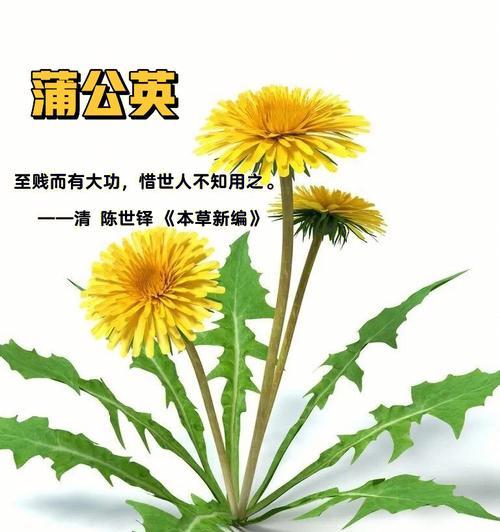 洛克王国蒲公英有何用途？如何培养？