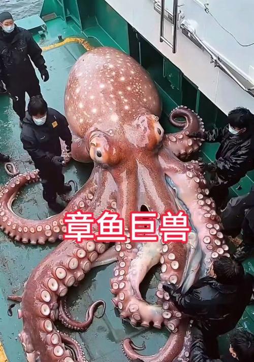 在《我的世界》中如何捕捉章鱼？捕捉章鱼的最佳时机是什么时候？