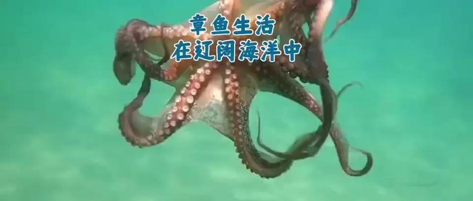 在《我的世界》中如何捕捉章鱼？捕捉章鱼的最佳时机是什么时候？