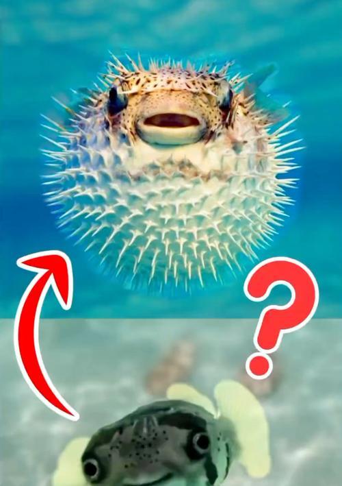 迷你世界巨型河豚怎么获得？获得巨型河豚的正确方法是什么？