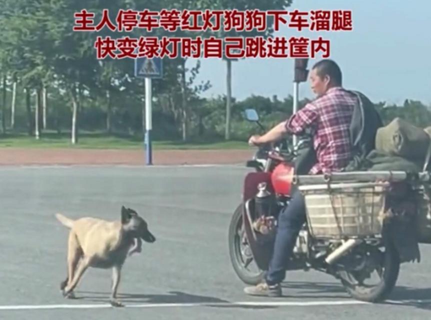 好狗不挡道成就完成步骤是什么？