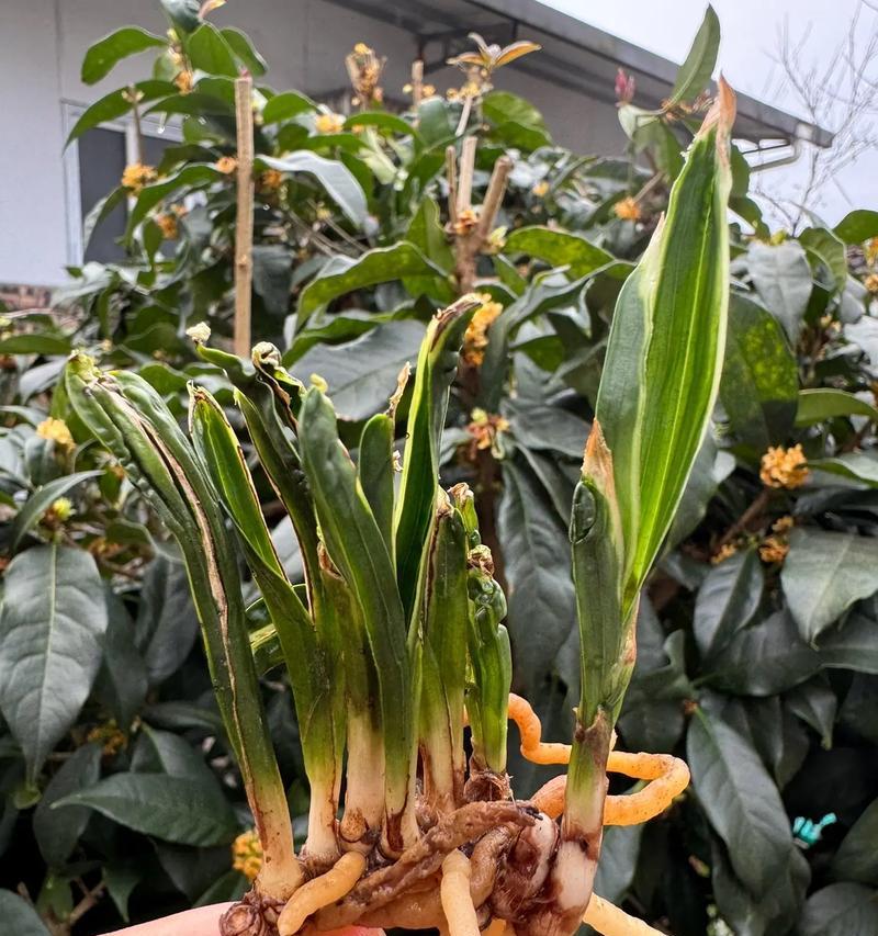 水晶旁草丛有何特殊作用？战术上如何利用？